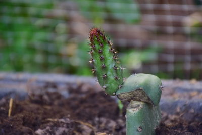 Close-up of succulent plant on field