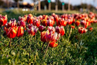 Close-up of red tulips in field