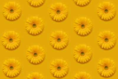 Pattern of beautiful yellow gerbera.