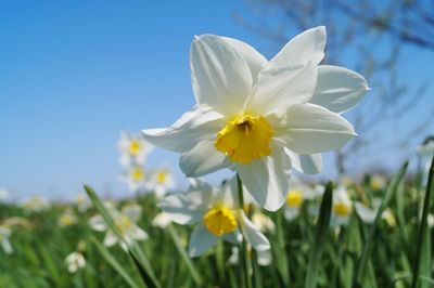 Close-up of fresh white flower against sky