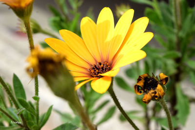 Close-up of bee pollinating on yellow flower