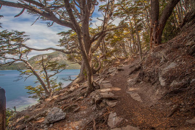 Bare tree in forest