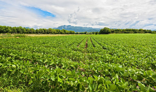 Scenic view of agricultural field against sky