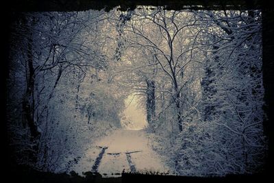 Reflection of bare trees in water