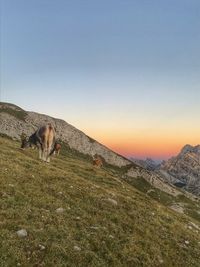 View of a dog on landscape