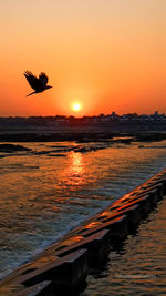 Silhouette birds flying over sea during sunset