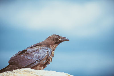 Close-up of bird perching against sky