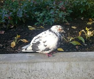 Close-up of bird