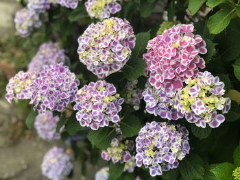 Close-up of fresh purple flowers