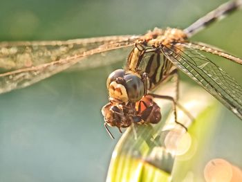 Close-up of insect