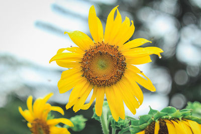 Close-up of yellow sunflower