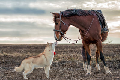 Horse standing on field