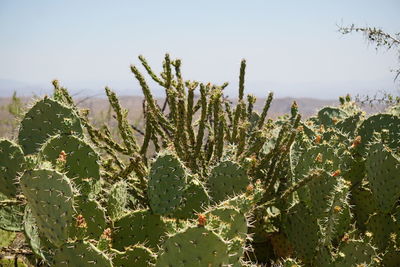 Close-up of cacti growing on field