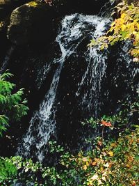 Plants growing in water