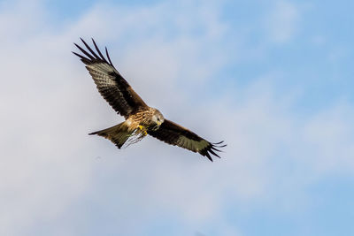 Red Kite