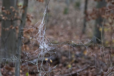 Close-up of spider web on fence