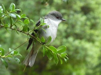 Close-up of bird perching on branch