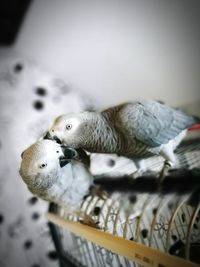 Close-up of african grey parrots on electric fan