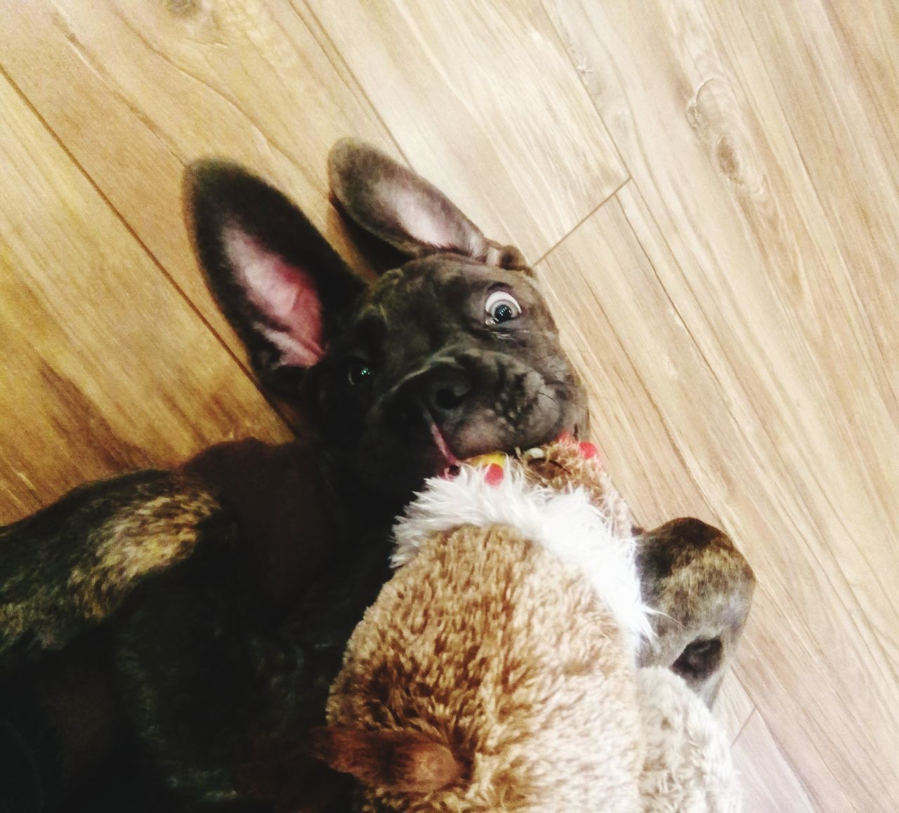 HIGH ANGLE VIEW OF DOG LOOKING AT CAMERA