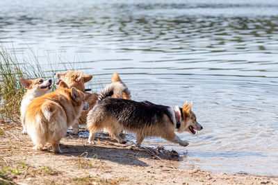 Several happy welsh corgi dogs playing and jumping in the water on the sandy beach