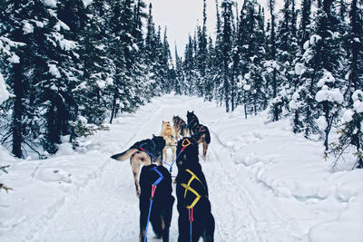 Sled dogs on snowy road amidst trees