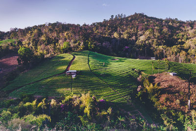 High angle view of trees growing on field against sky