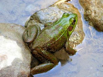 Close-up of frog on rock