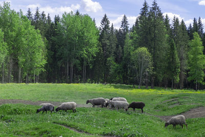 Group of farm sheep graze in pasture against the backdrop of the forest. countryside, farm animals