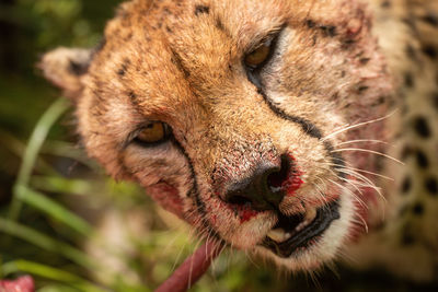 Close-up of a cat