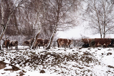 Winter rural domestic animal scene in the mountains, romania