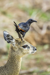 Close-up of a bird looking away