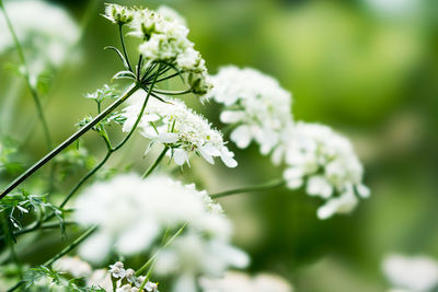 Close-up of white flowering plant