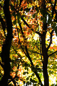 Low angle view of tree during autumn