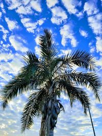 Low angle view of palm tree against sky