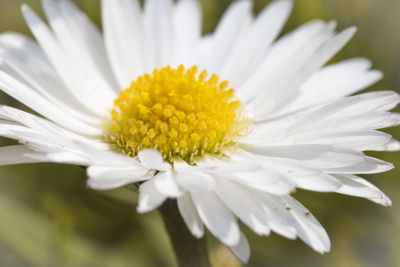 Close-up of white flower blooming outdoors