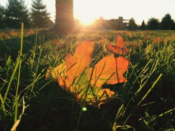 Sun shining through grassy field