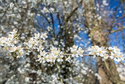 Low angle view of cherry blossoms in spring