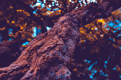 Close-up of tree trunk