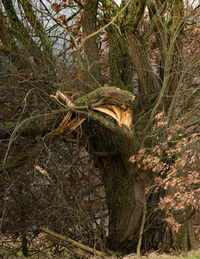 Close-up of tree in forest