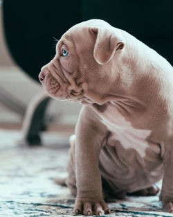 Close-up of puppy looking away