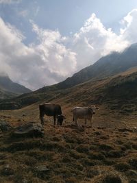 Horses in a field