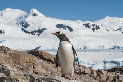 Penguin perching on rock