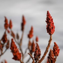 Close-up of red flowering plant during winter