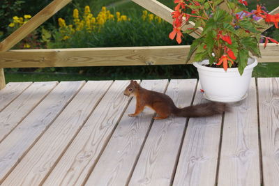 Squirrel on patio