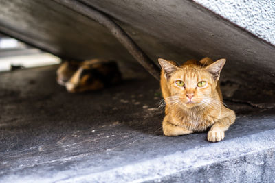 Portrait of cat sitting on floor