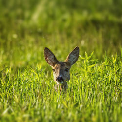 Close-up of giraffe on grassy field
