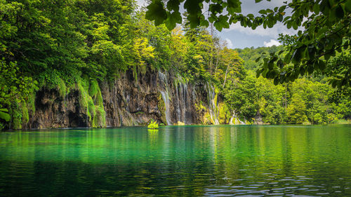 Scenic view of lake by trees in forest