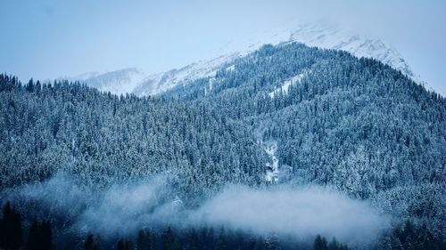 Aerial view of pine trees on snowcapped mountain against sky