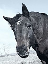 Close-up portrait of horse against sky