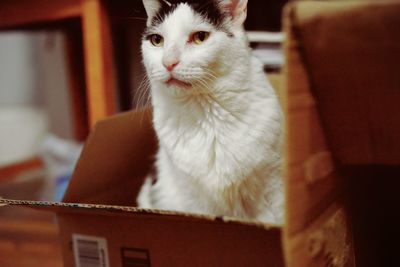 Close-up of cat looking at home